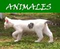 animales1.jpg (3808 bytes)