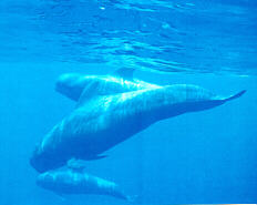 ballena.jpg (7534 bytes)