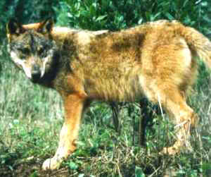 lobo222.jpg (13263 bytes)