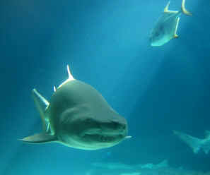 tiburon.jpg (6106 bytes)