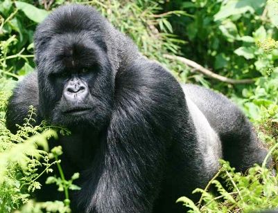 Gorila espalda plateada vs oso